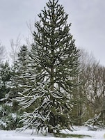 Un árbol de coníferas cubierto de nieve en un jardín.