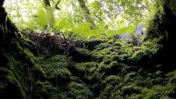 Entrada natural em caverna, com paredes cobertas de musgo e vista para uma floresta por uma abertura circular.