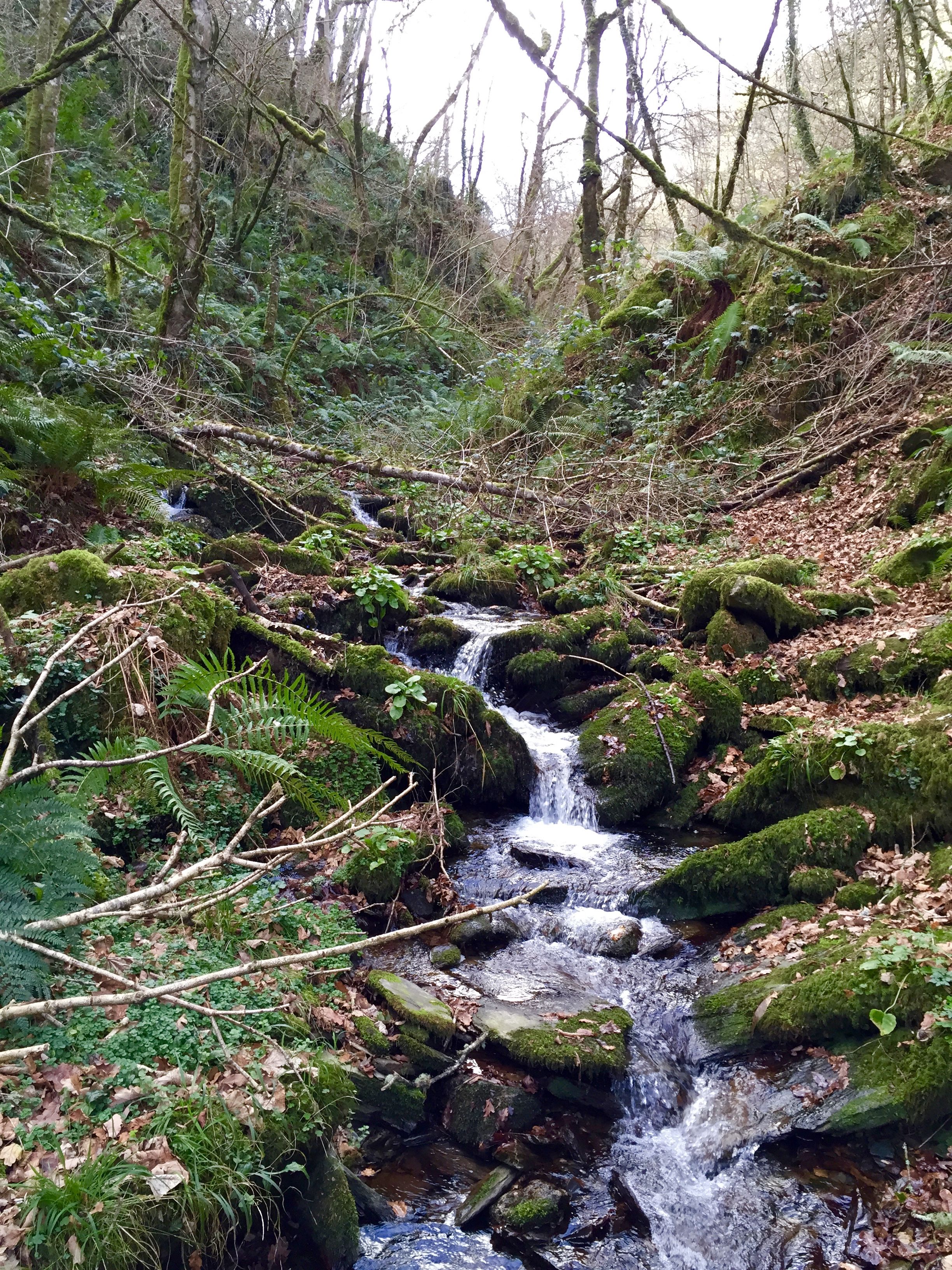 Ein bewachsener Bach im Wald mit moosbedeckten Steinen und Farnen.