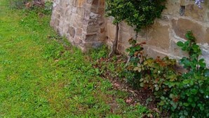 A stone wall with hanging purple flowers and green foliage. - Cottage with private pool and Jacuzzi corner, ideal atmosphere for romantic couples and honeymooners (Castiglion Fiorentino)