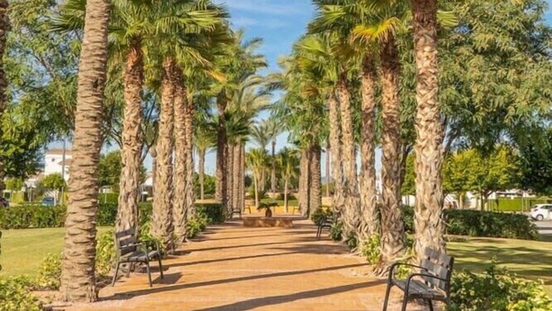 Un sendero bordeado de palmeras y bancos, que conduce a un edificio.