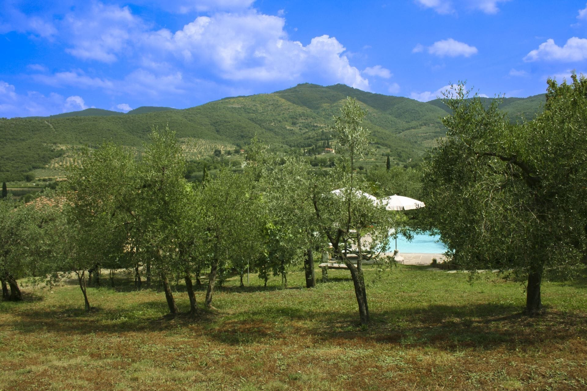 A natural landscape with trees and a distant view of a mountain range.