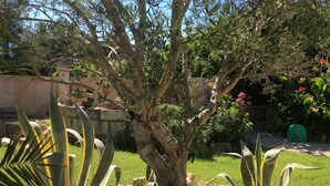 A garden with a tree, large green plants, and a stone wall. - L'Oasis - a little paradise in Provence, big terrace and pool (Arles)