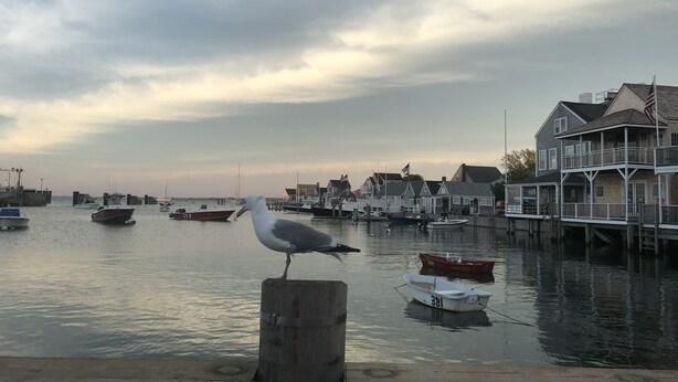 A waterfront scene with a seagull perched on a post, boats docked along the shore, and a row of houses with American flags. - Ten min. walk to Main St. Perfect for families/groups. Gorgeous enclosed yard. (Nantucket)