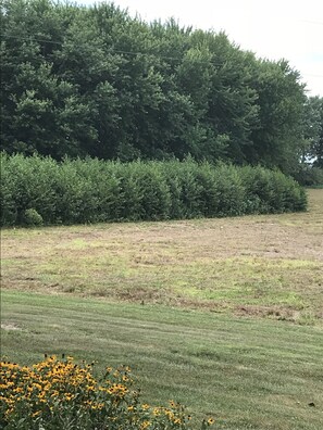 View from property