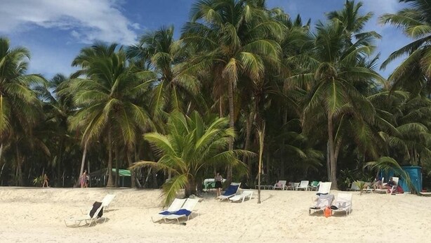 A beach with palm trees and several sun loungers.