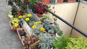 A rooftop garden with various potted plants and flowers. - Casa de Leon (Antigua Guatemala)