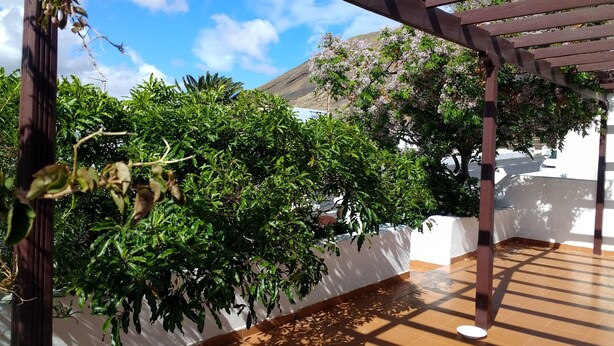 Ein überdachter Patio-Bereich mit einer Pergola, üppigen Grünpflanzen und einer weißen Wand.