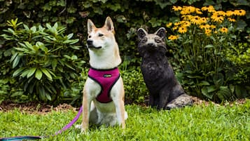 Kamar Superior, 1 Tempat Tidur King | Pemandangan dari kamar