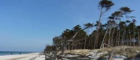 A beach with sand, trees, and the ocean.