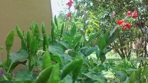 Un jardí amb vegetació verda i flors vermelles.