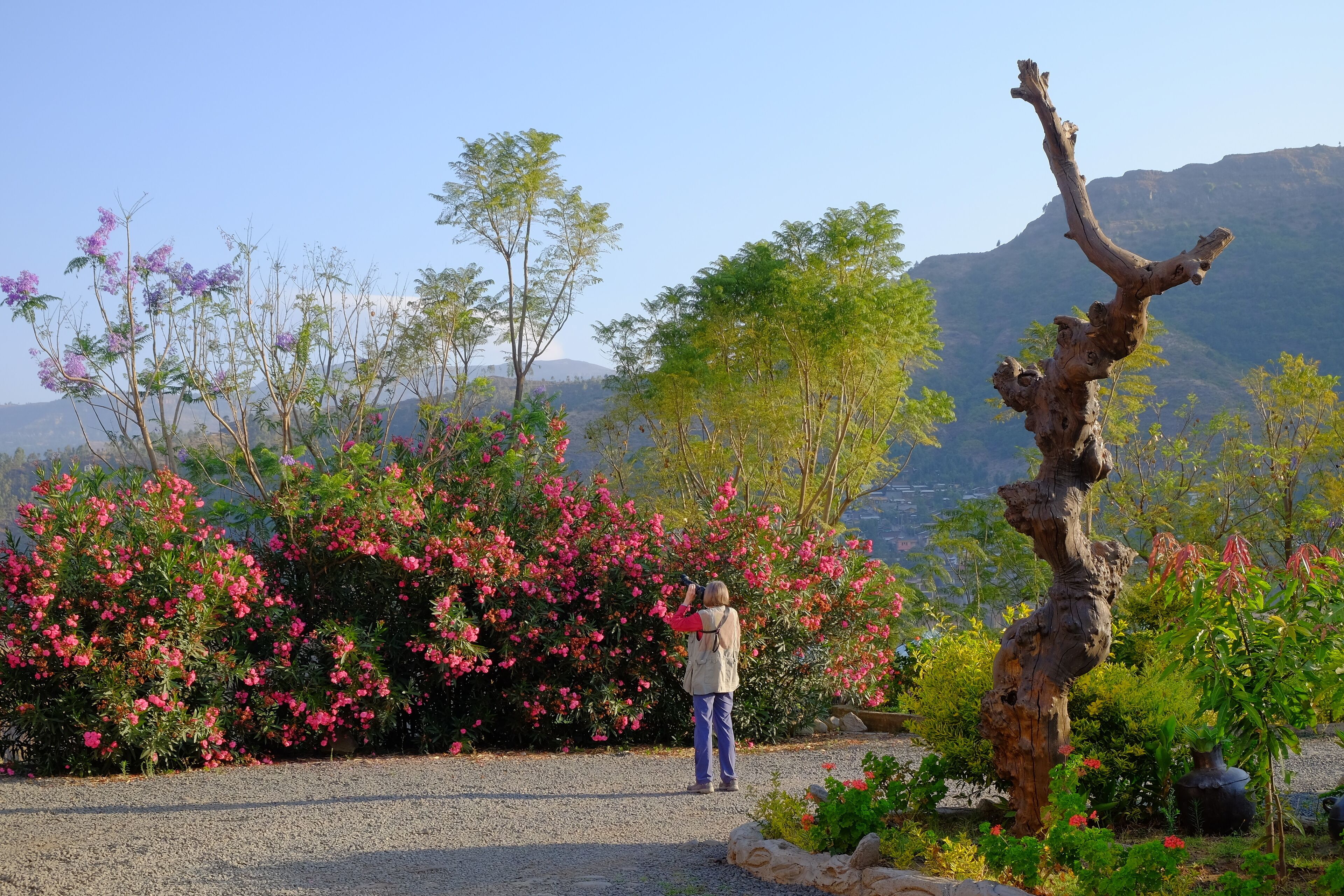 A person taking a photo in a garden with a variety of plants and a distinctive tree.