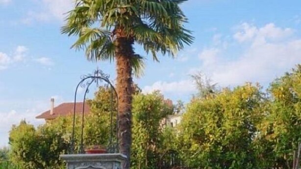 Una mesa con una bebida y un adorno, un sofá azul con cojines, y una palmera al fondo.