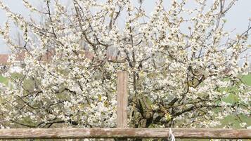 A bicycle with a basket and a bench in front of a tree with white blossoms.