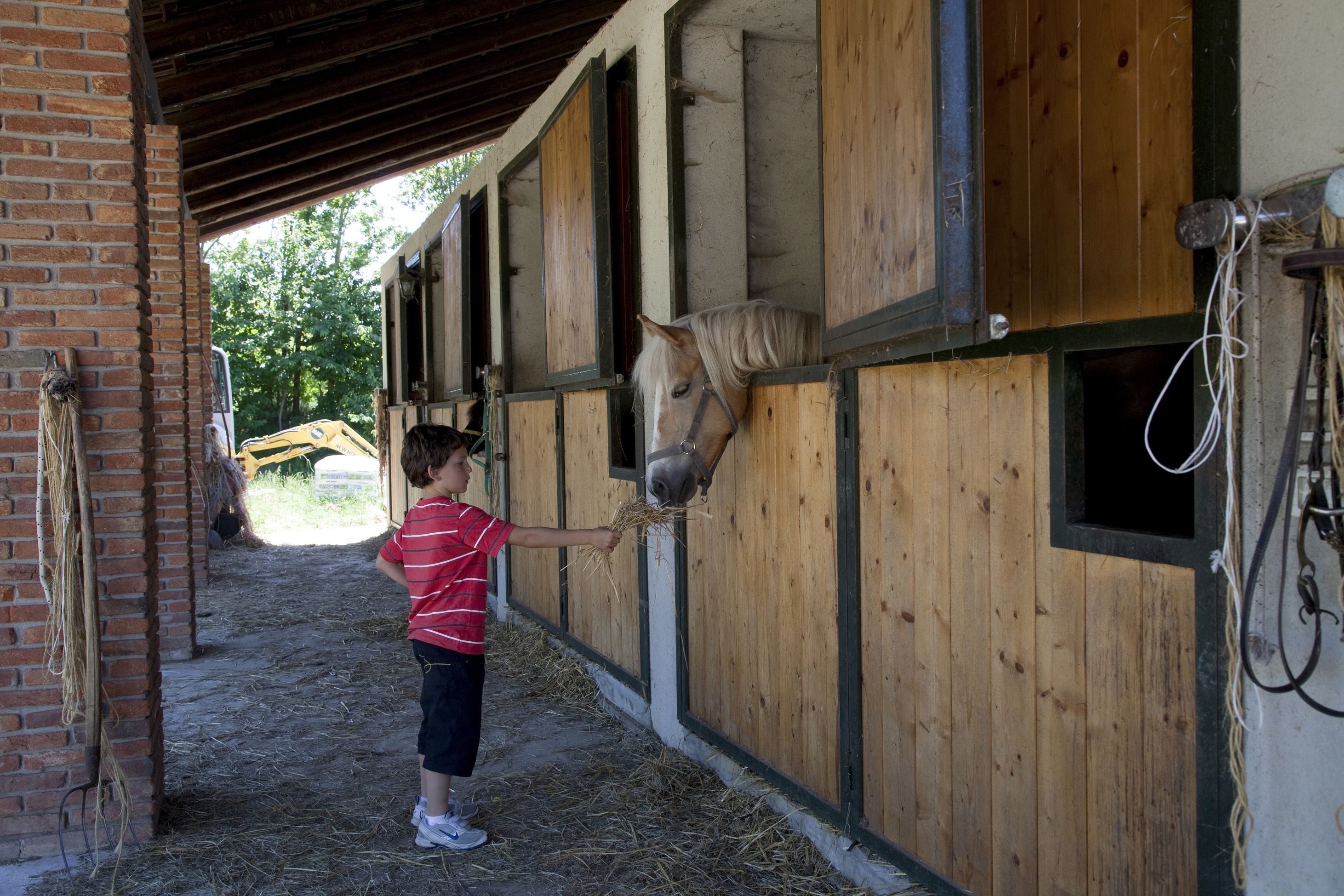 A stable with wooden stalls and a child feeding a horse.
