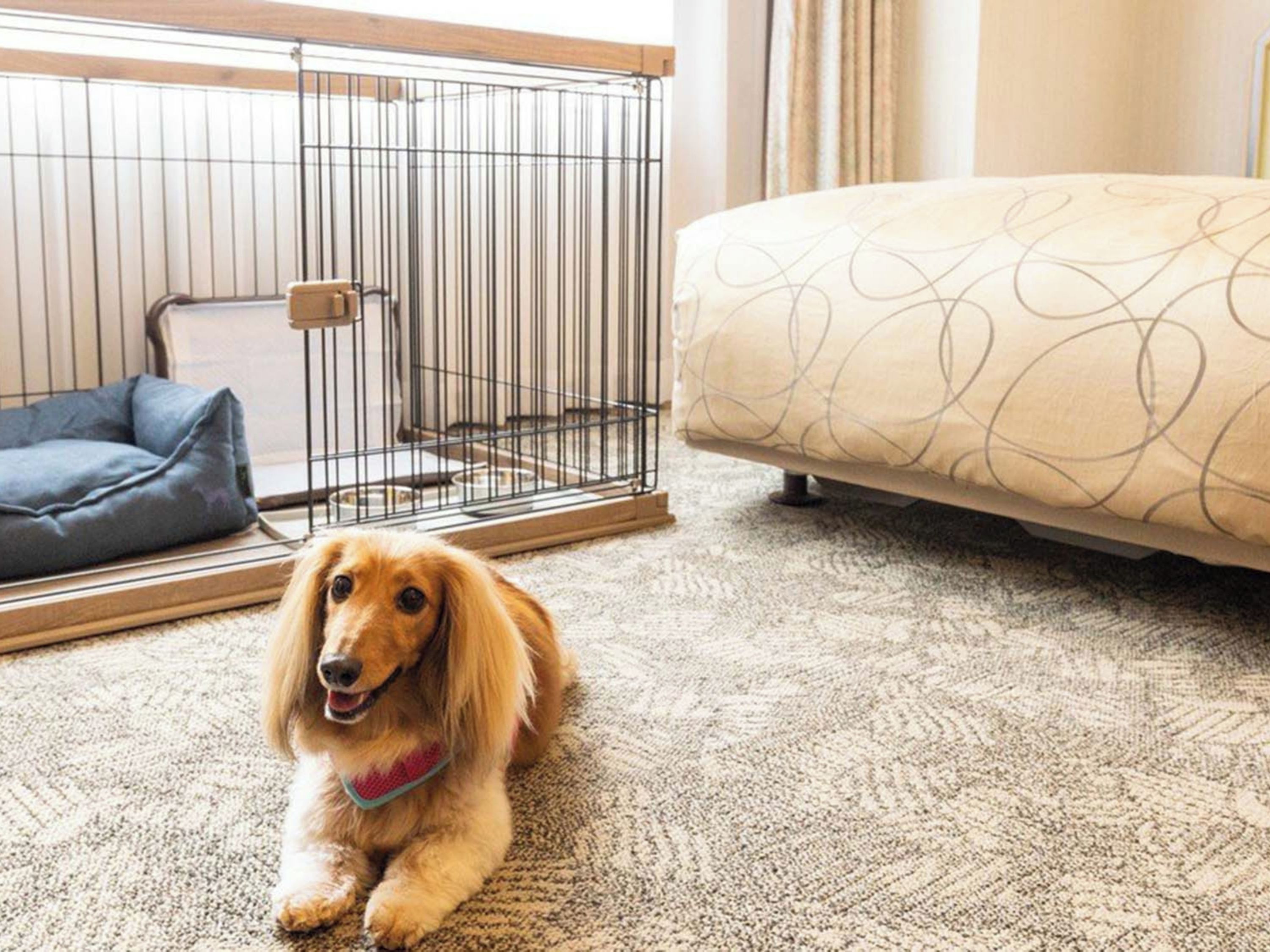 Un perro en una habitación con una cama, una cama para mascotas y una jaula metálica.