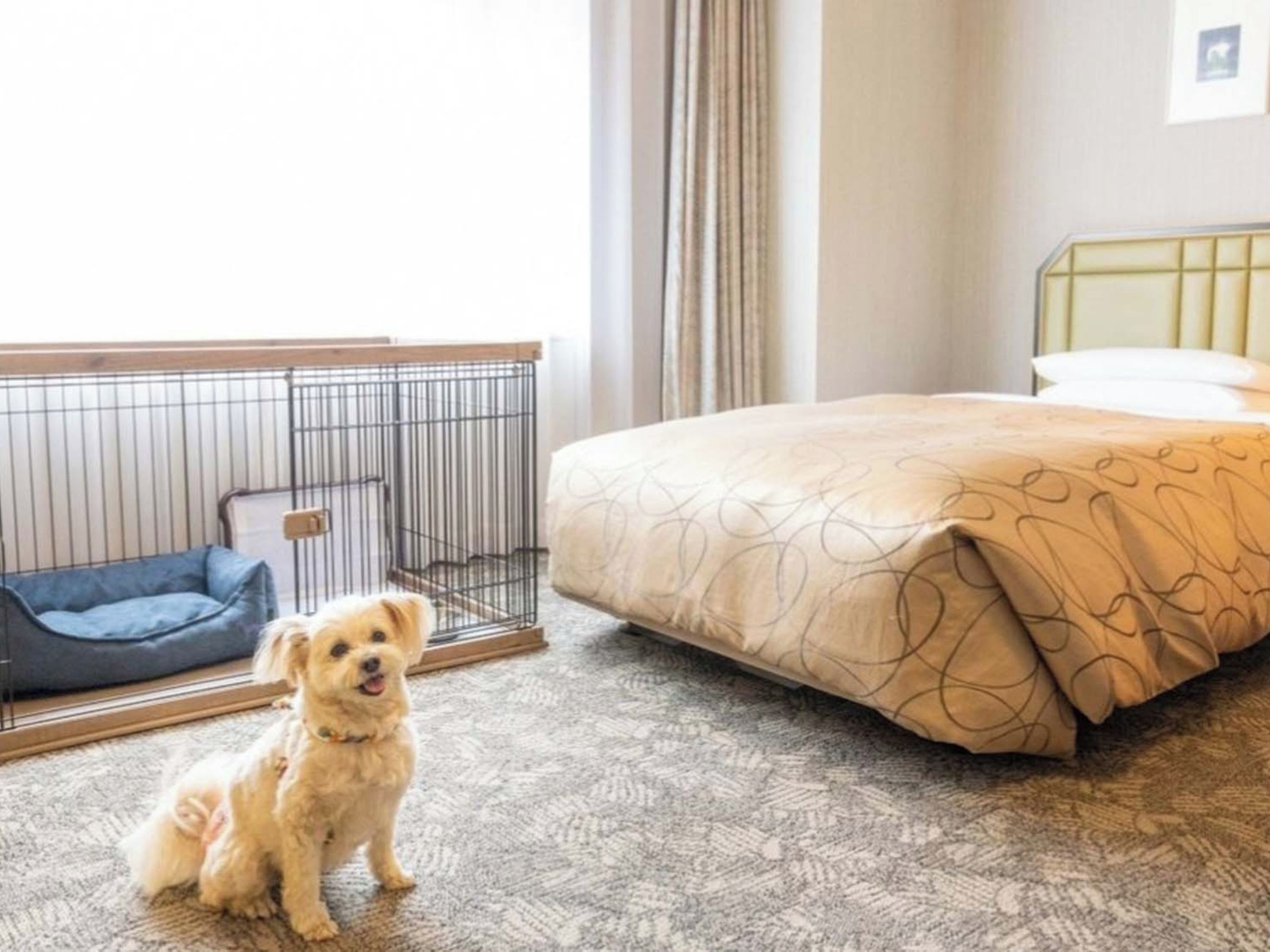Ein Hotelzimmer mit einem Bett, einem Körbchen für Haustiere, einem kleinen Hund und einem Fenster mit Vorhängen.