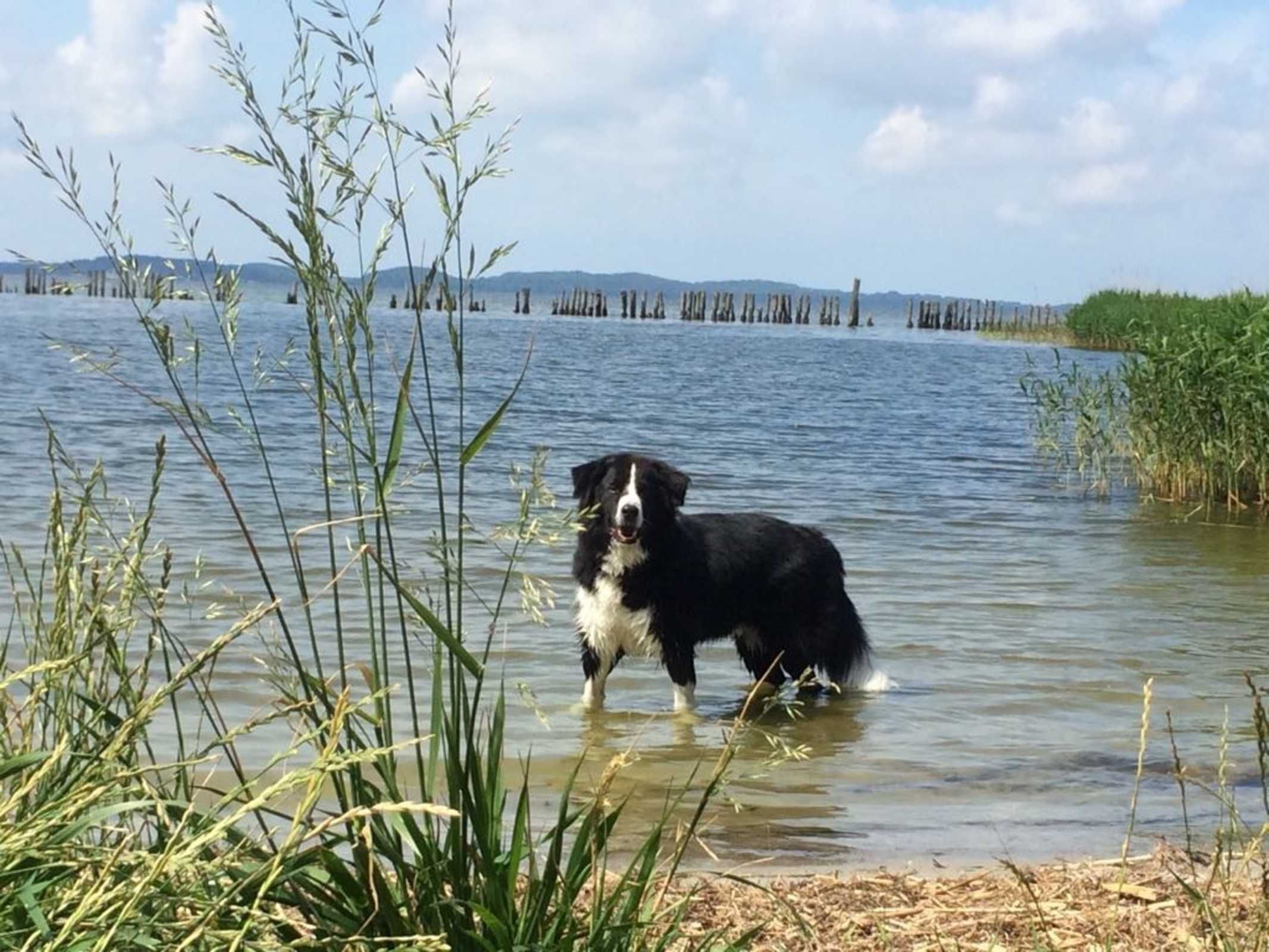 Un cane in acqua, circondato dalla vegetazione.