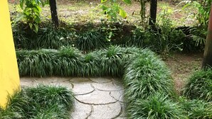 A concrete pathway with grass on either side, surrounded by greenery and a yellow wall.