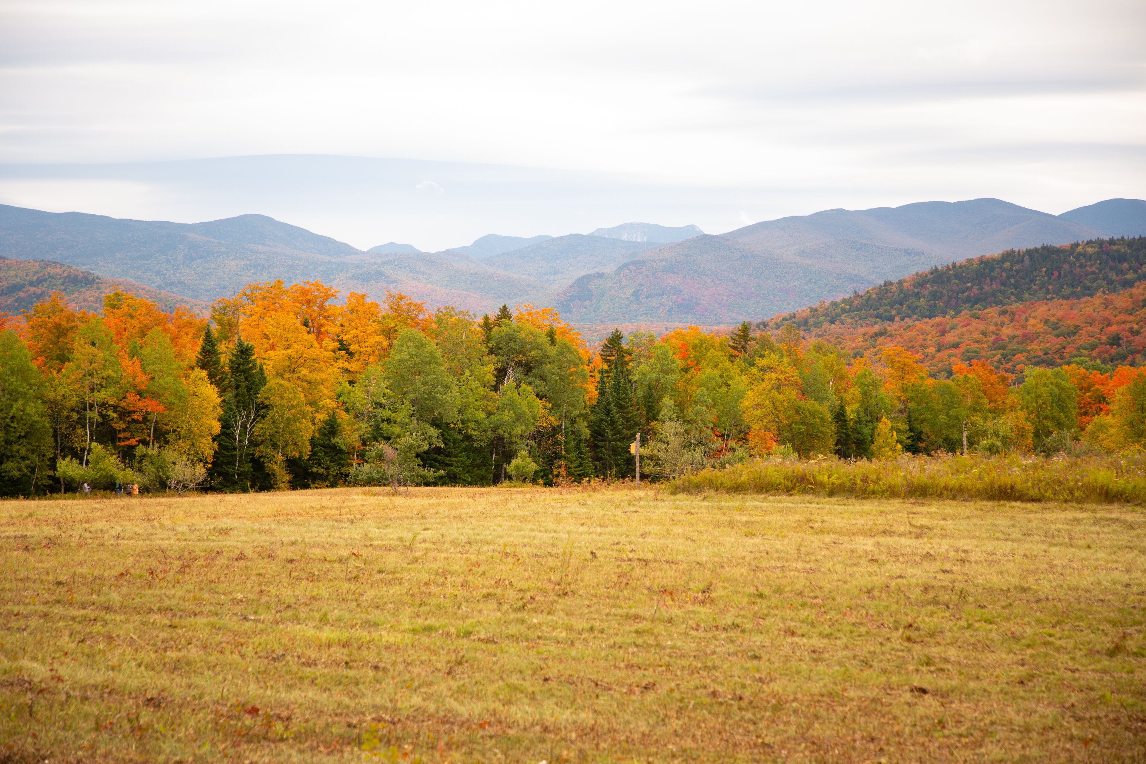 A field with autumn-colored trees and distant mountains.