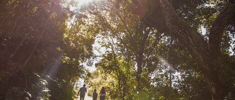 Uma área arborizada com a luz do sol filtrando pelas árvores.