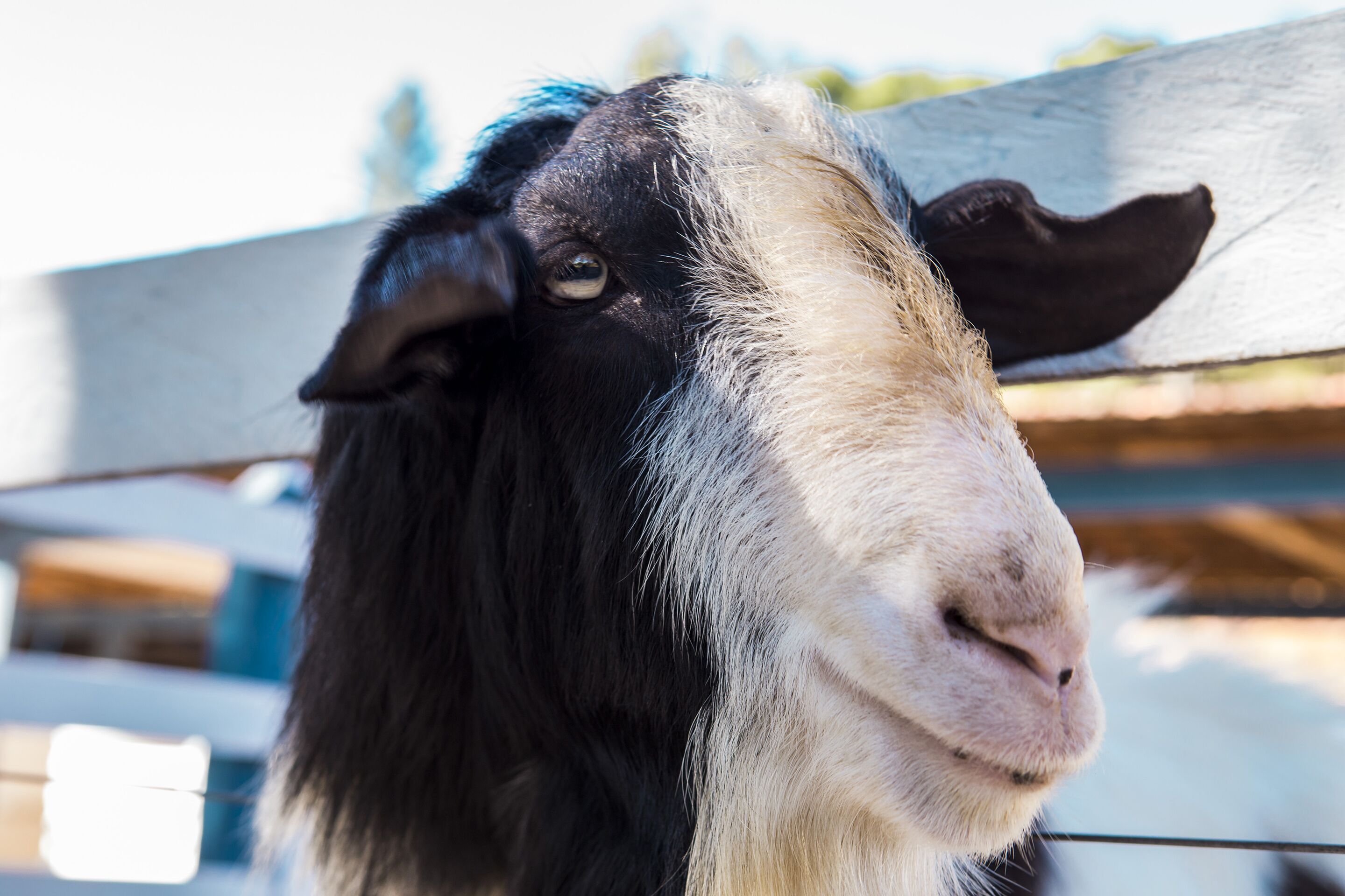 A close-up of a goat with a black and white face, standing in an outdoor area with a wooden fence in the background.