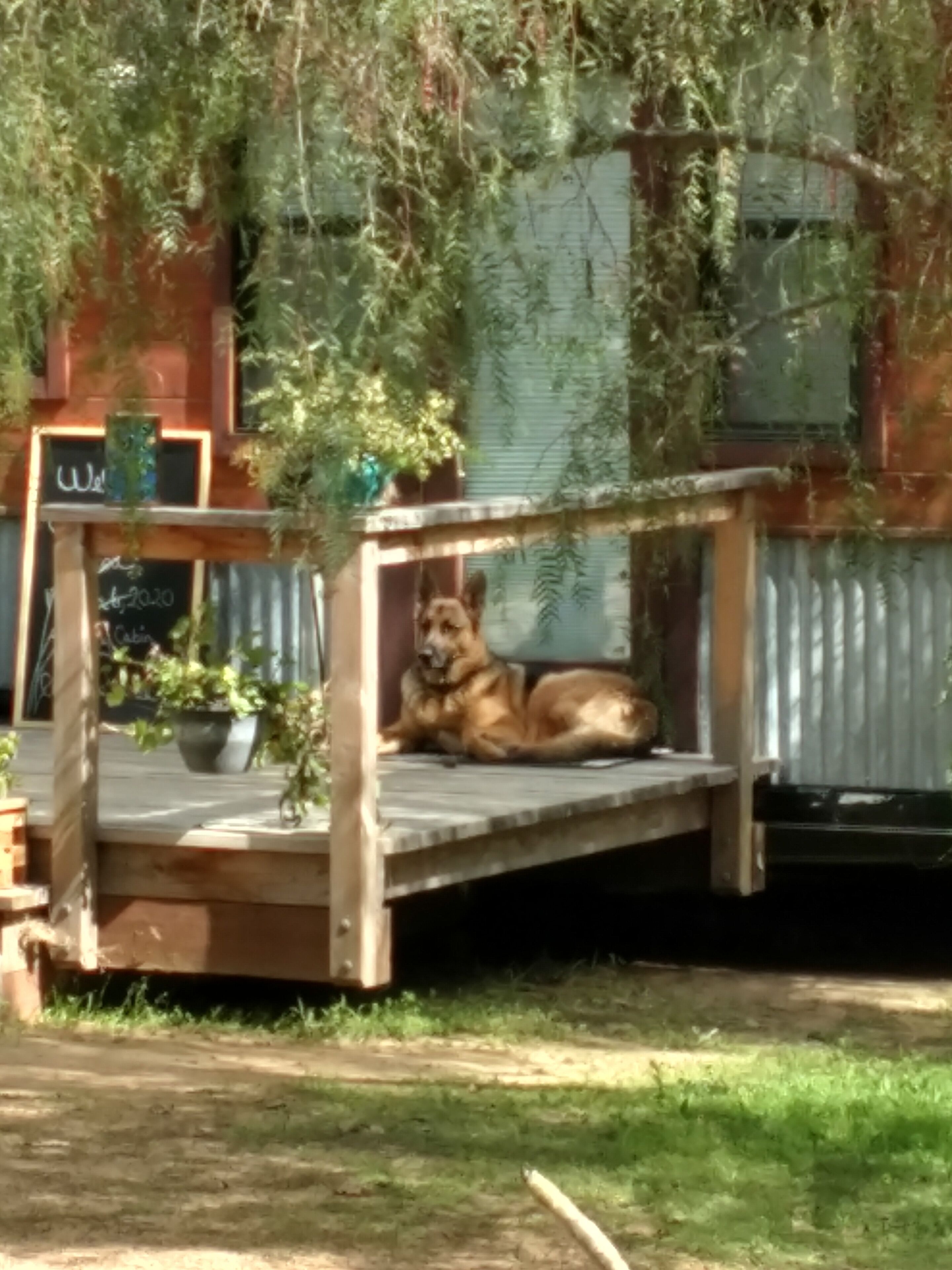 A dog lying on a wooden bench under a tree, with a building in the background.