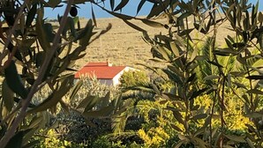 Une vue d’un paysage avec des oliviers et, au loin, un bâtiment dont le toit est rouge.