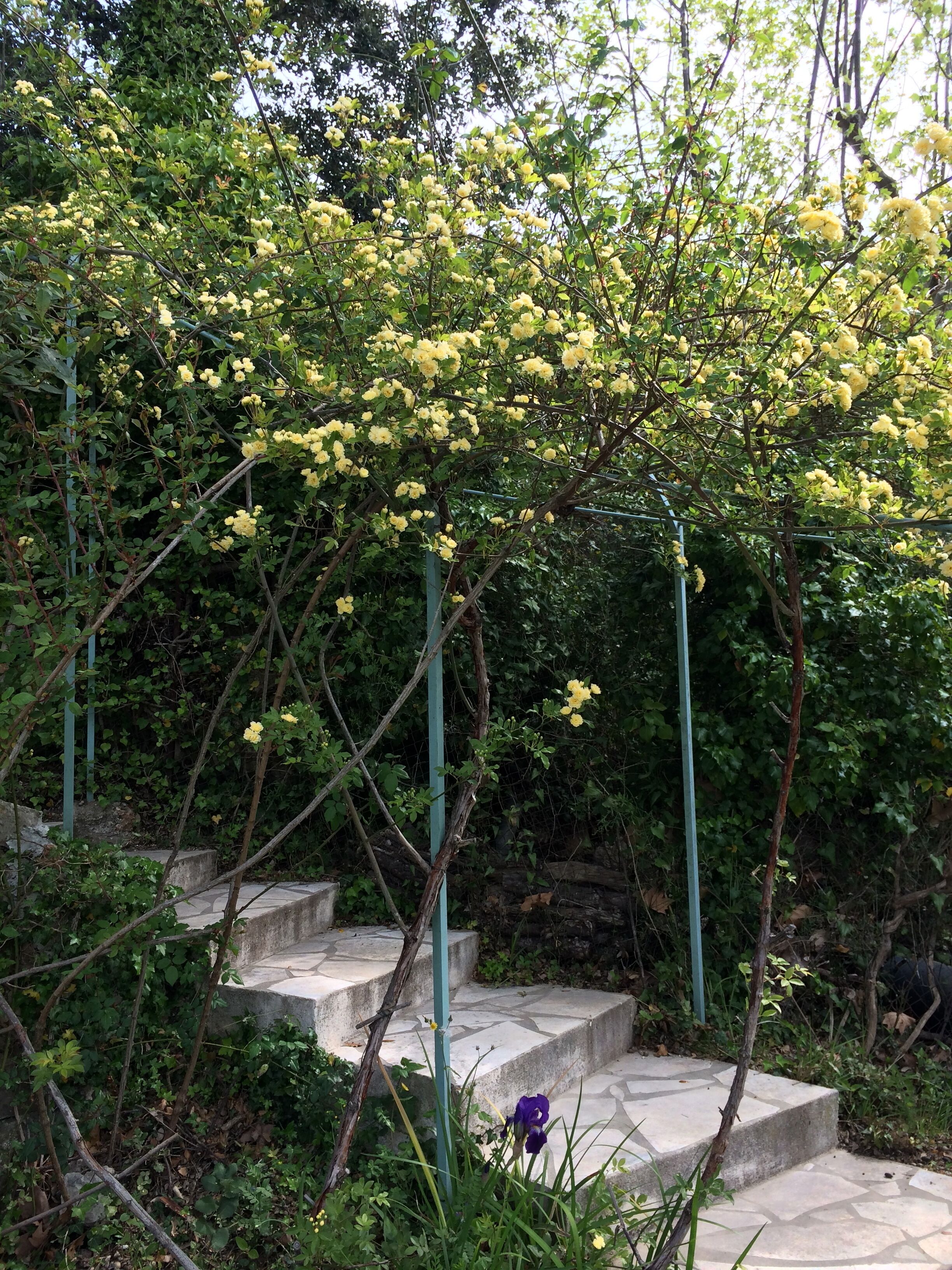 A garden with yellow flowering plants and a purple flower, surrounded by greenery and stone steps.