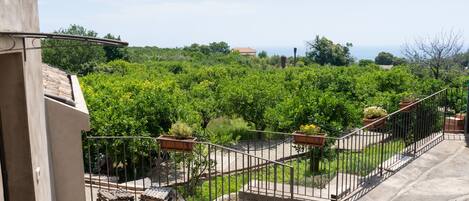 A view of a vineyard with a stone staircase leading to a building.