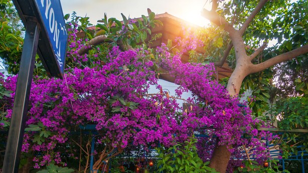 Garden - Thetis Pansiyon (Datça)