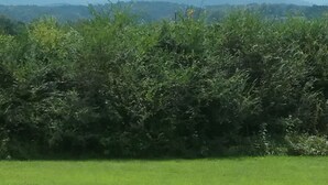 Ein Blick auf ein üppiges, grünes Feld mit einer dichten Hecke und fernen Bergen.
