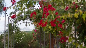 A garden with a metal archway and red flowers. - Agriturismo Baglio Donna Santa (Paceco)