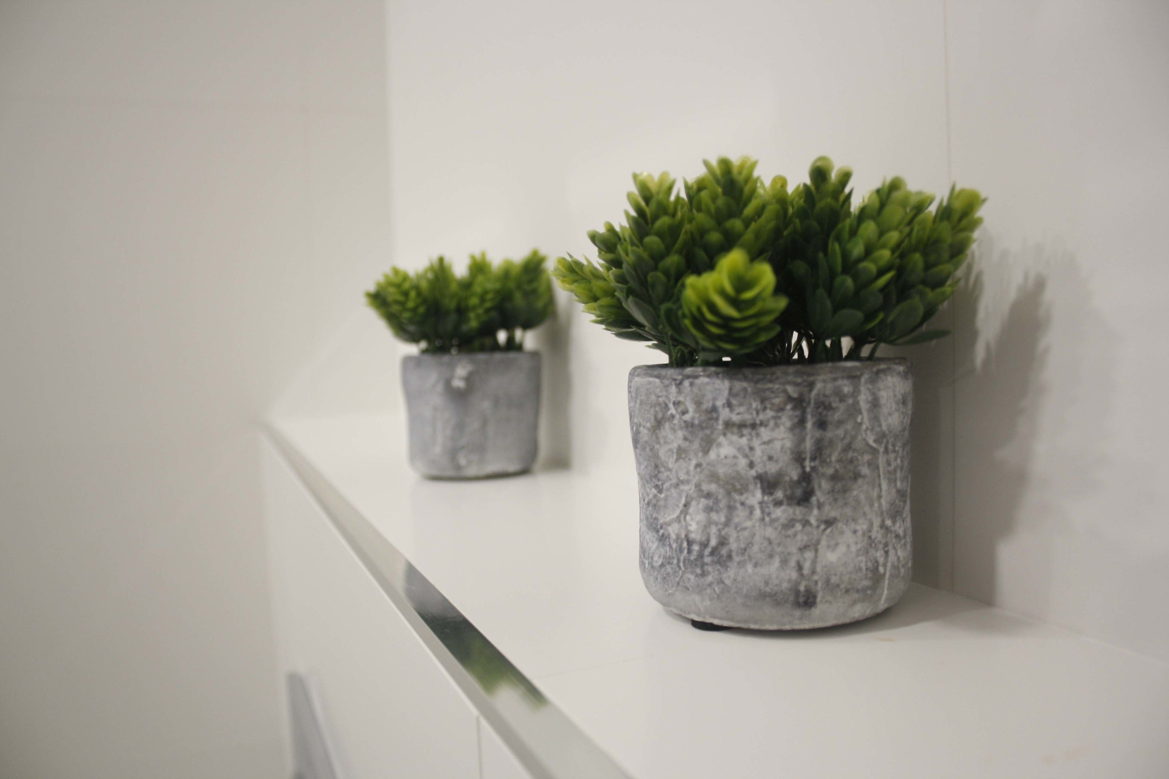 Dos plantas en macetas sobre un estante blanco, frente a una pared lisa.