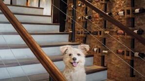 A dog on a staircase with a wine rack in the background. - Hotel Boutique Los Muelles (Carmelo)