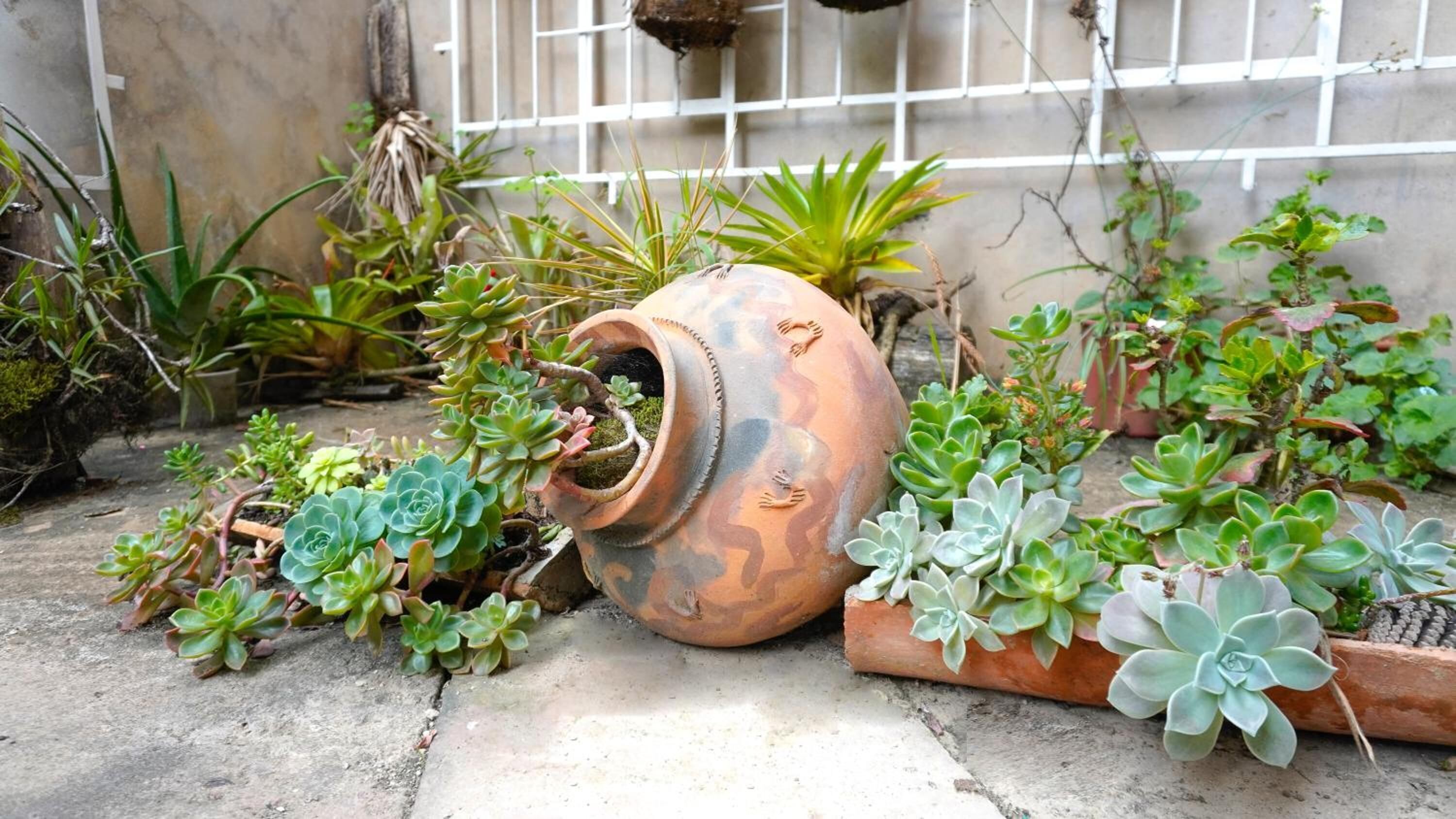 Une variété de plantes en pot, dont des plantes succulentes, dans un jardin.