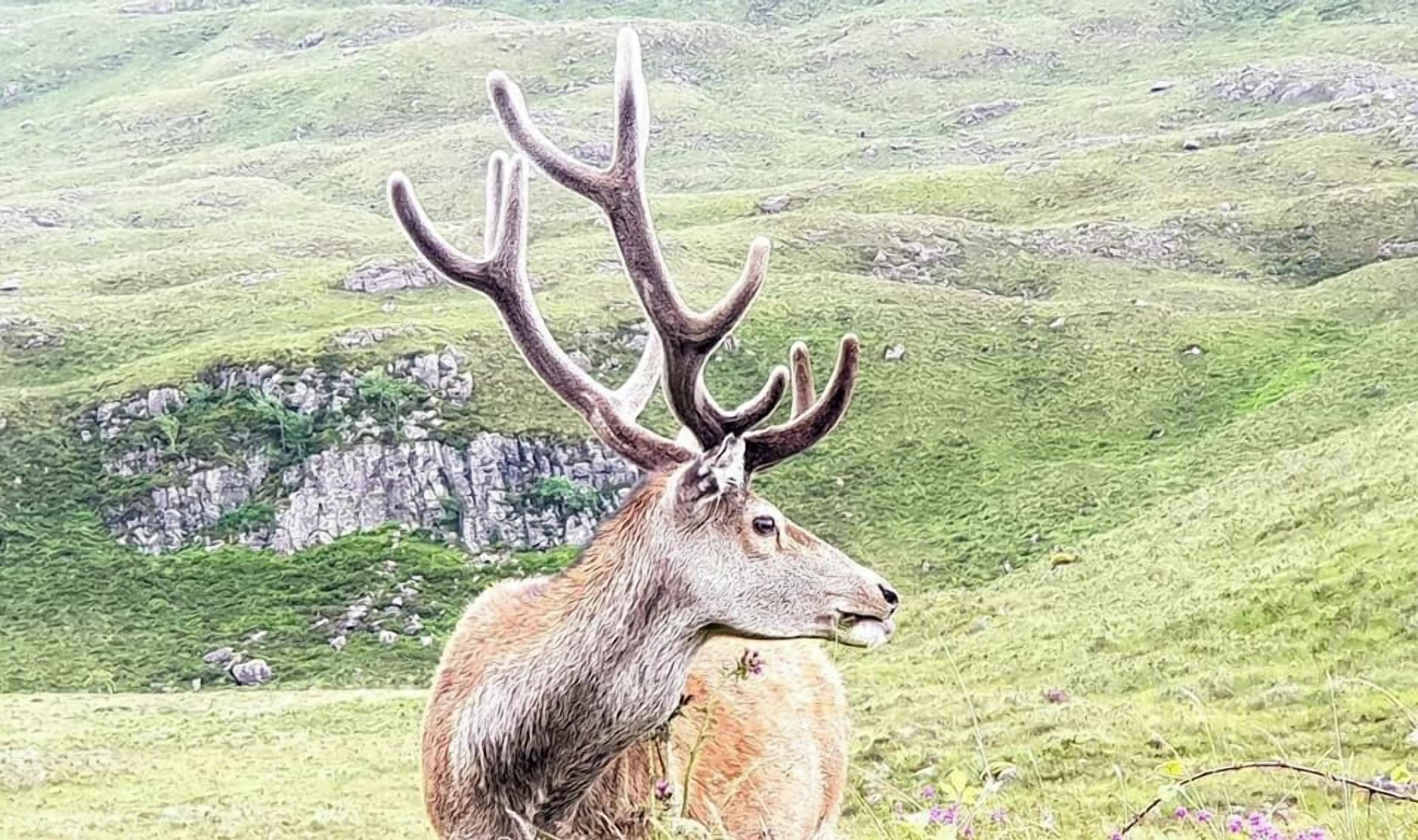 Un ciervo con grandes astas en un paisaje cubierto de hierba.