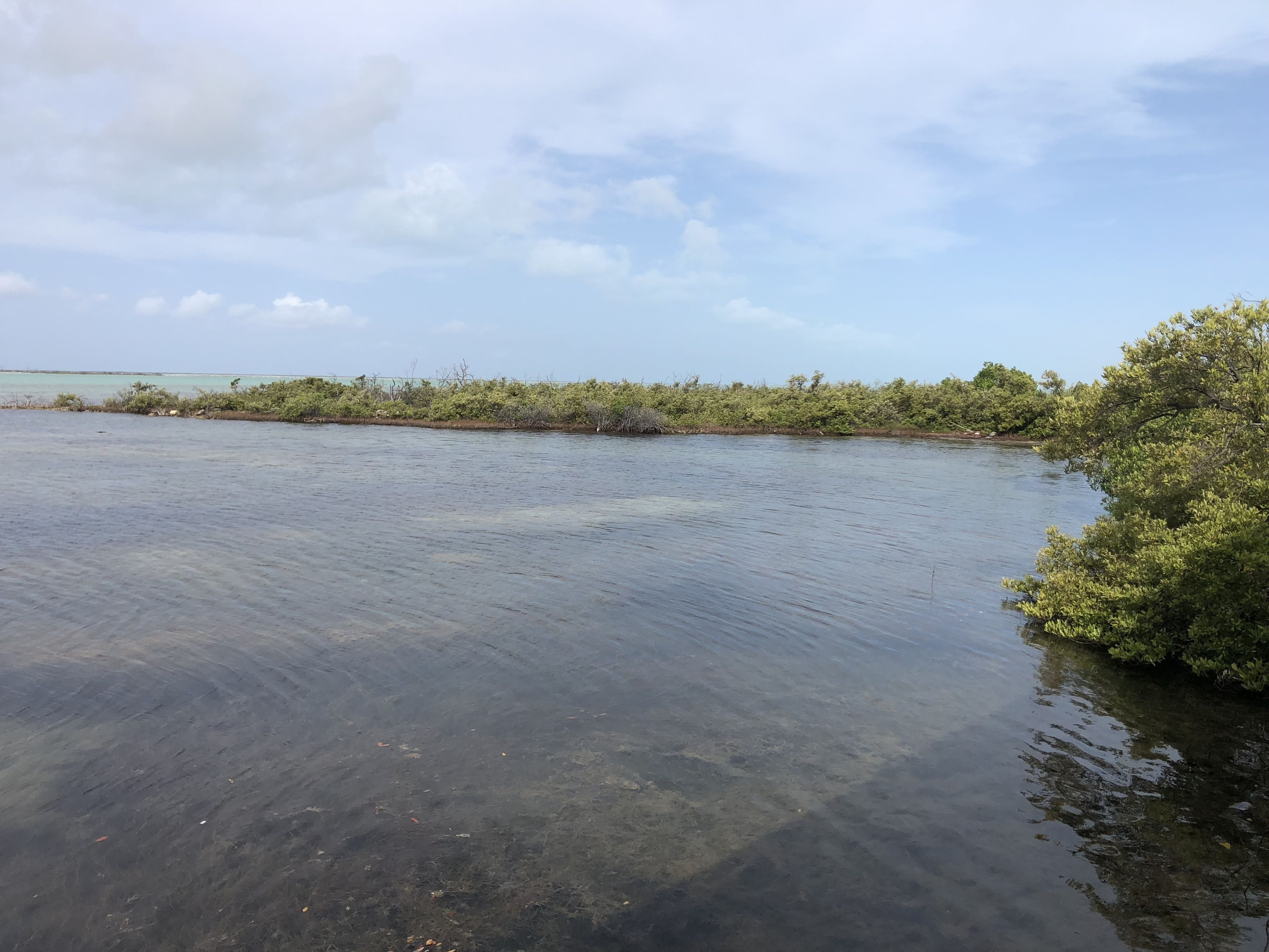 Une étendue d’eau calme où l’on voit clairement le fond, bordée d’une végétation luxuriante et d’une rive éloignée.