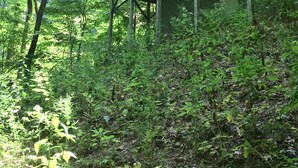 A wooden cabin with a balcony, surrounded by dense forest. - ♥♥ Log cabin tree top setting with fire pit!  Sleeping porch. Easy Access (Maggie Valley)