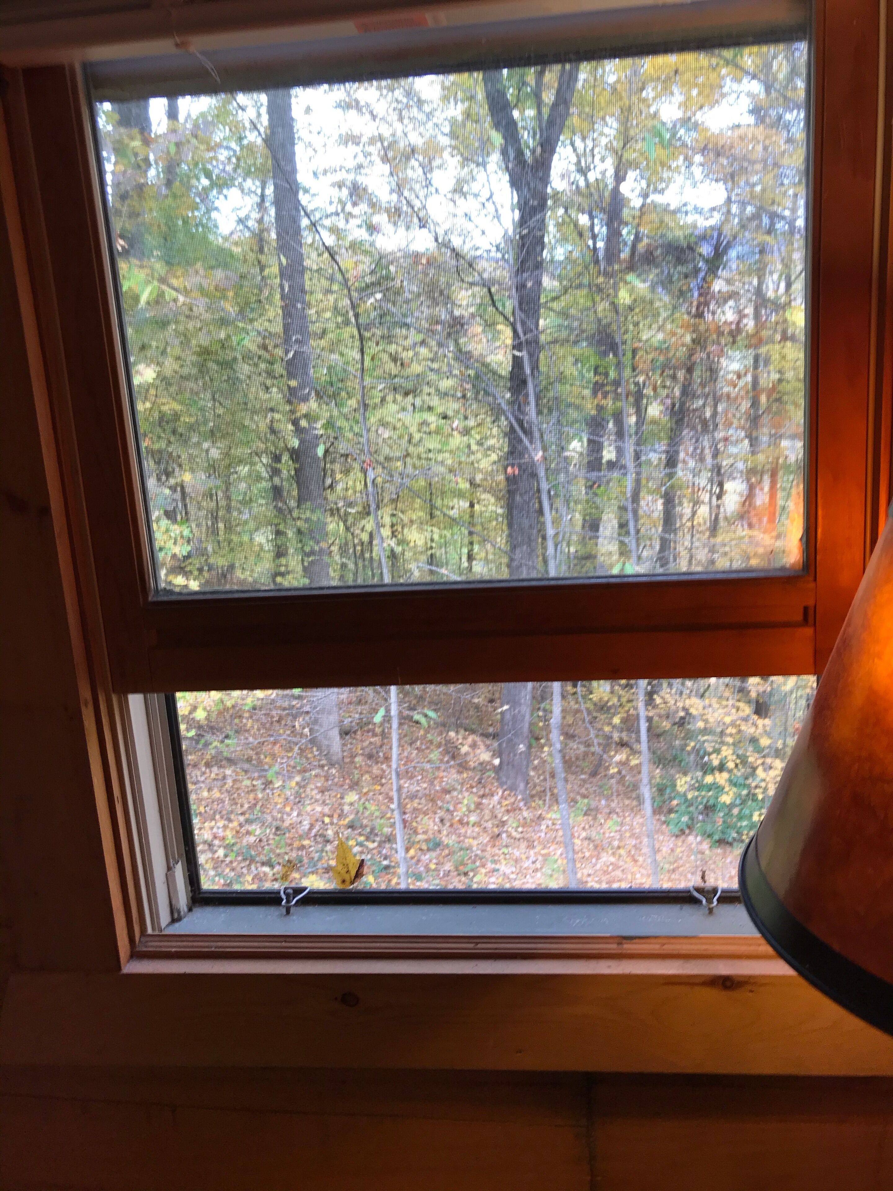 A window with a view of a forested area.