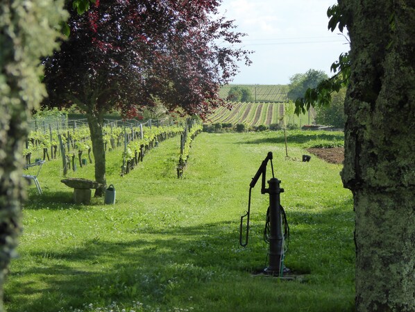 A vineyard with rows of grapevines, a water pump, and a tree with red leaves. - La Vigneraie de Laura - Cottage 4 * Between Vines & Oaks (Sainte-Colombe)