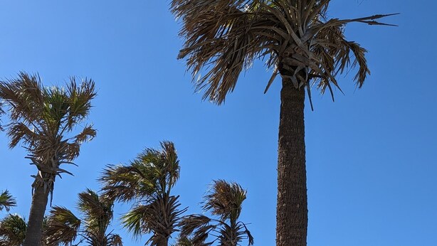 Een zandstrand met hoge palmbomen en een helderblauwe lucht.