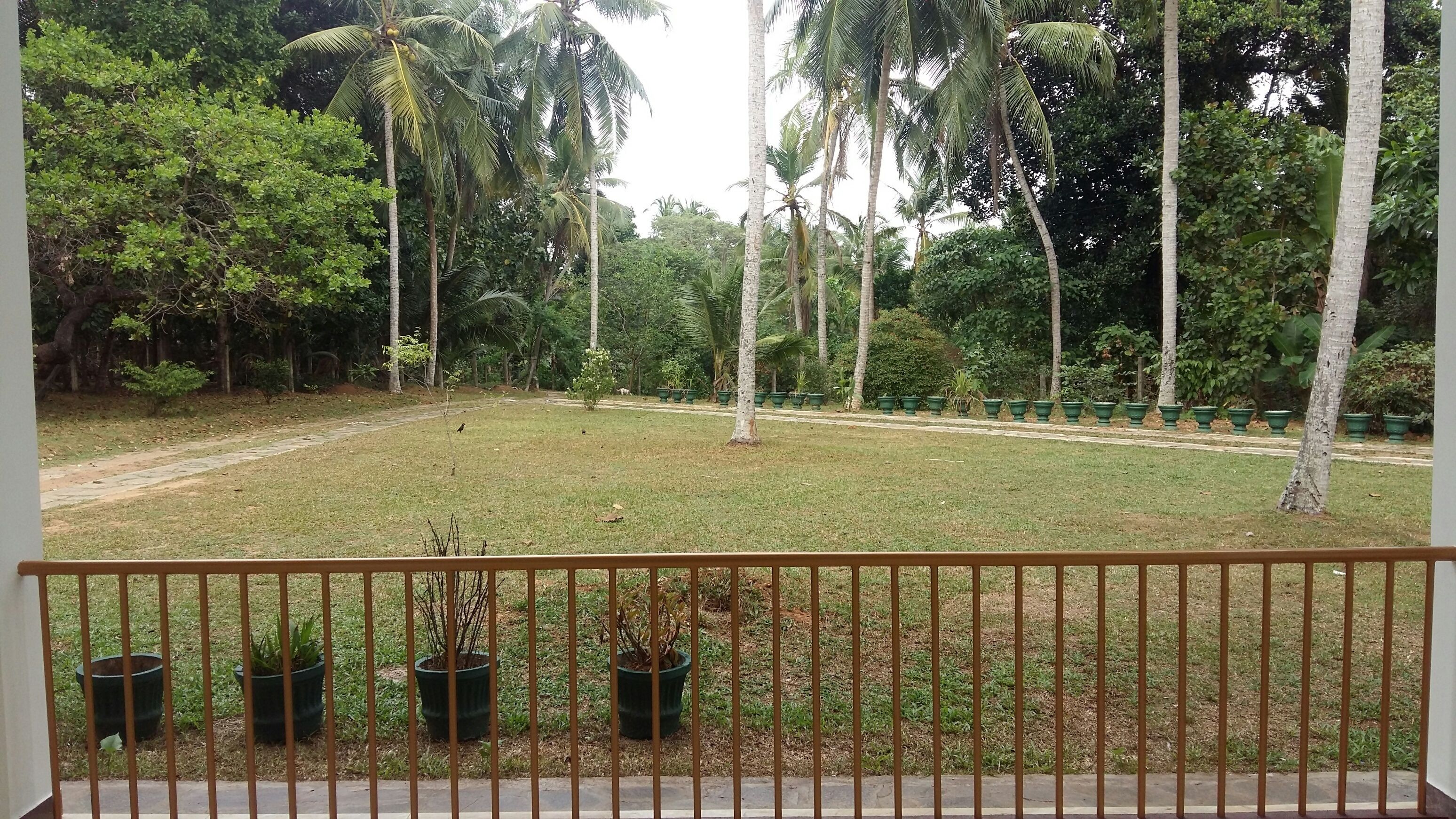 A view from a balcony with a railing, overlooking a grassy area with several potted plants and tall trees, including palm trees.