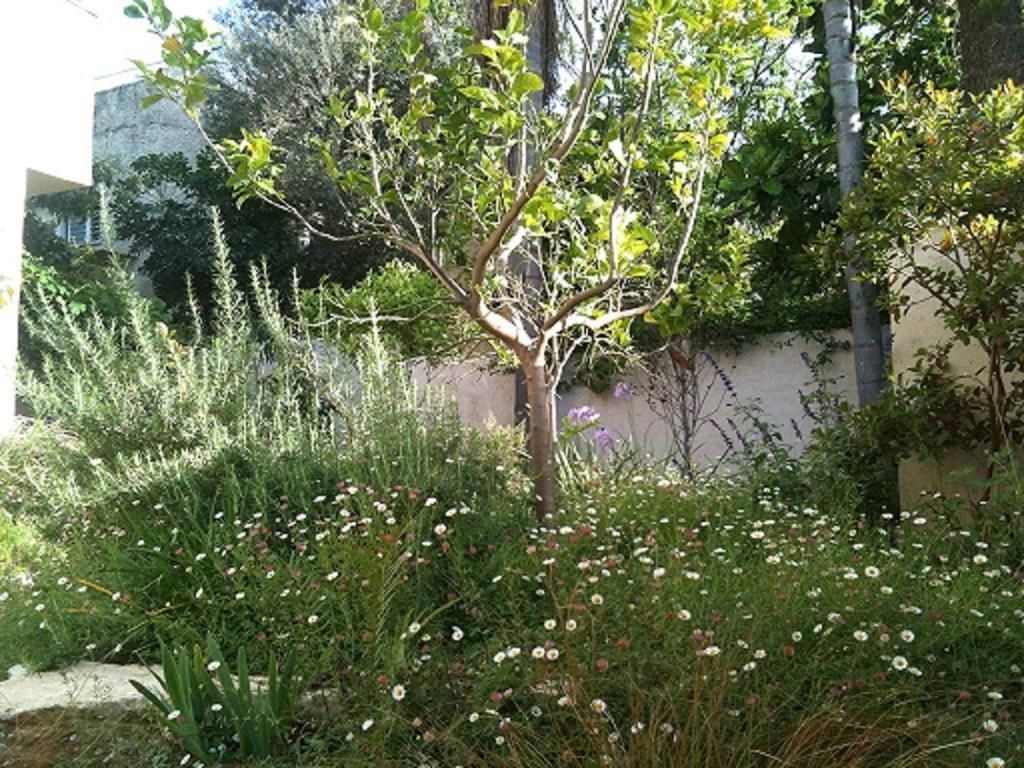 A garden with a tree, various plants, and white flowers.