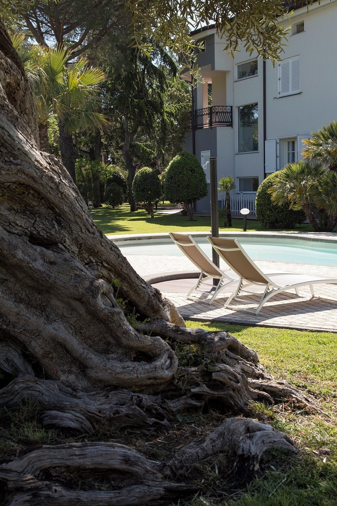 A pool area with lounge chairs, a large tree trunk, and a modern building in the background.