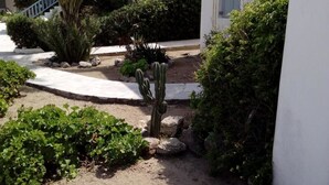 Un jardín con un cactus, varios arbustos y un camino pavimentado.