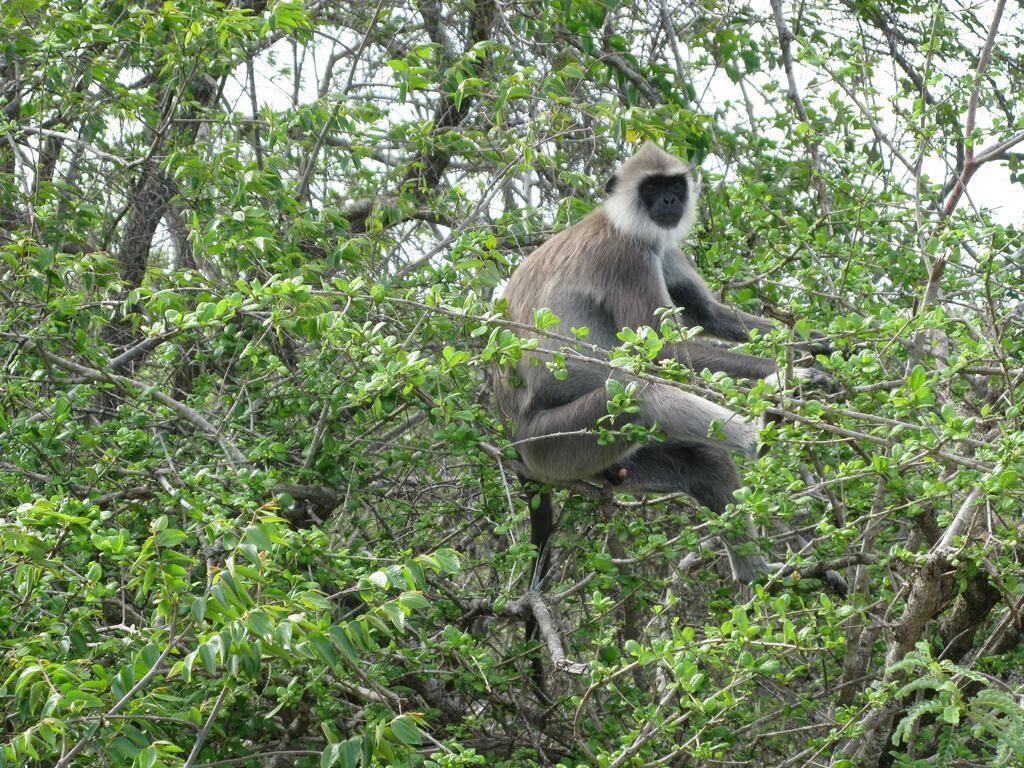 A monkey sitting among dense green foliage.