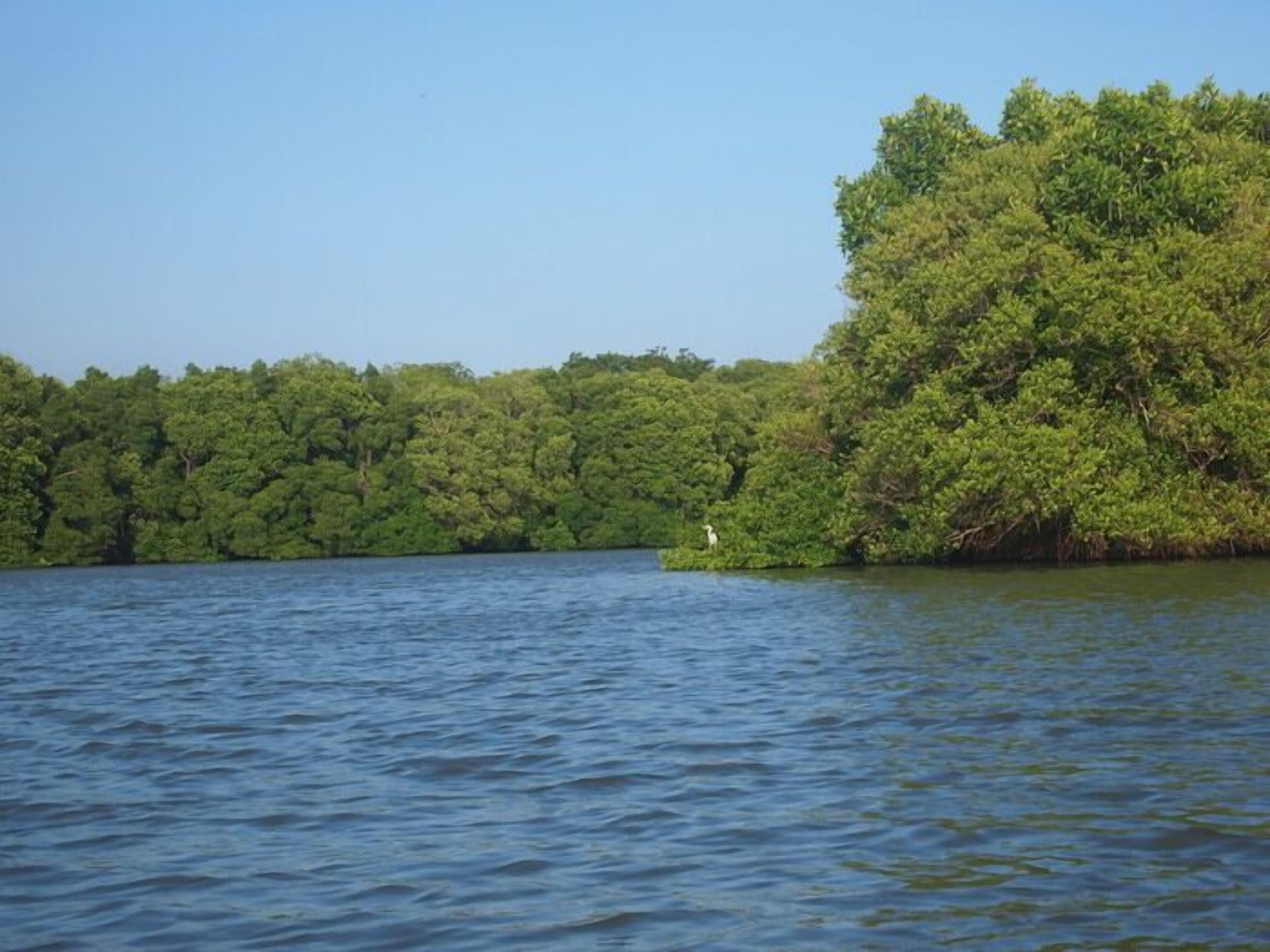 Una masa de agua tranquila con abundante follaje verde a la derecha.