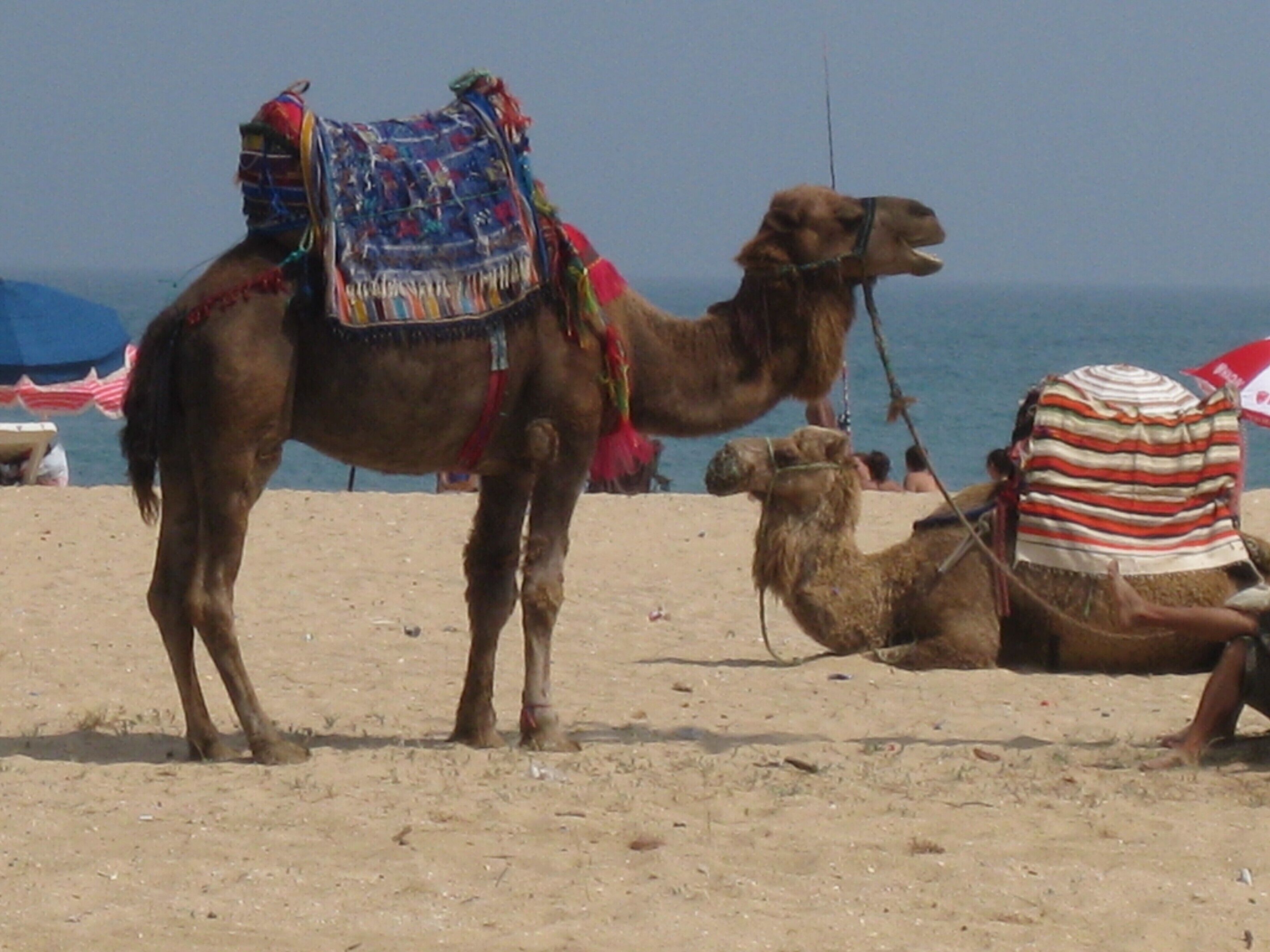 Plage à proximité, chaises longues
