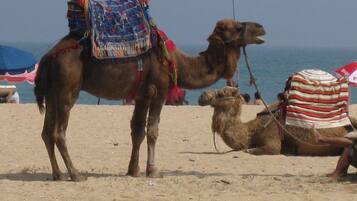 Plage à proximité, chaises longues